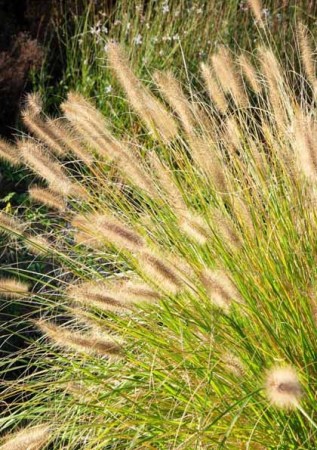 PENNISETUM alopecuroides Hamel Gold